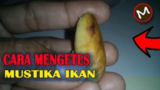 cara mengetes batu mustika ikan | mustika ikan asli