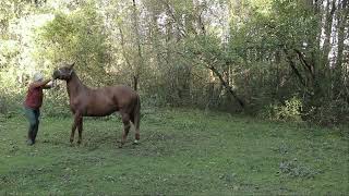 Young Horse:  First Lunging Session