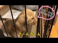 ミニチュアダックス子犬のトイレトレーニング 面白くて笑える失敗編