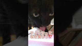 うちの猫がティッシュ好きすぎて困ってます😅 #あつ森