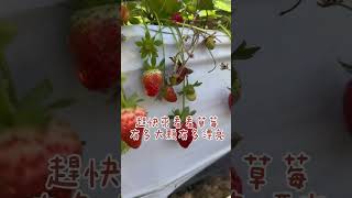 #大湖#苗栗#草莓#🍓#豐樂草莓園#現採現吃#好玩好吃#台灣#水果#Fruit#現採草莓#紅通通#sallyintaiwan#Taiwan#季節限定#冬天#草莓の100種樣子