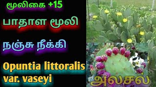 சப்பாத்தி கள்ளி|சப்பாத்திக்கள்ளி|பாதாள மூலி|SAPPATHI KALLI|அலசல்|Alasal