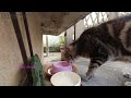 お昼食べに来ました　通い猫　地域猫・のら猫アメショちゃんのお食事処