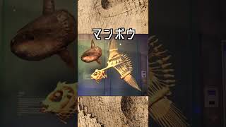 溟海の変態巨大魚 マンボウ