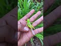 found brown grasshoppers and green grasshoppers in the garden near the house anyuniqueanimals