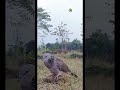 Suara Burung Tekukur//Yang Paling Dicari