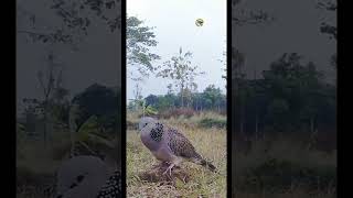 Suara Burung Tekukur//Yang Paling Dicari