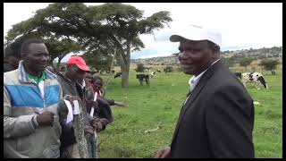 DAIRY FARMING PETER RUTO'S FARM