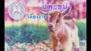 สศท.8 พาทำความรู้จัก แพะขุน สัตว์เศรษฐกิจ เลี้ยงง่าย โตไวต้นทุนต่ำ  สร้างรายได้เกษตรกร