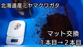 2022年3月下旬 北海道南部産ミヤマクワガタ幼虫マット交換  前編