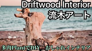 流木インテリア【多肉プラント 流木アート DIY 】