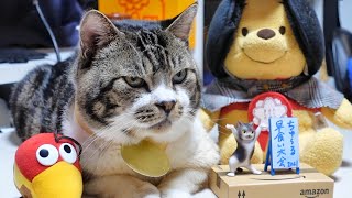 爆速！ちゅ～る早食い大会で優勝していく猫☆金メダル受賞！？☆リキちゃんのごちそう【リキちゃんねる　猫動画】Cat videos キジトラ白猫のいる暮らし