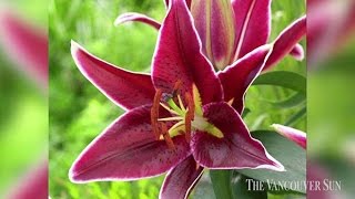 Short ‘n’ Sweet Lily Collection Dwarf flowers with a giant impact