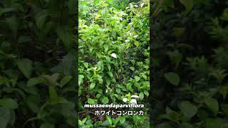 ホワイトコンロンカ mussaendaparviflora 2024 06 24 #ホワイトコンロンカ#mussaendaparviflora #garden #gardening