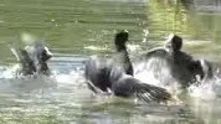 4 COOTS FIGHTING each other \u0026 a Territorial MOORHEN