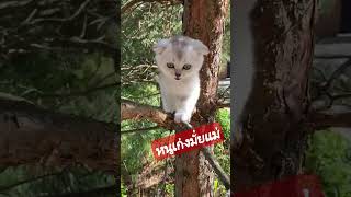 ระวังตกน๊ะลูก รู้ว่าหนูเก่ง #ทาสแมว #น้องแมว #แมวหลง #cat #catvideos #cute#catshort