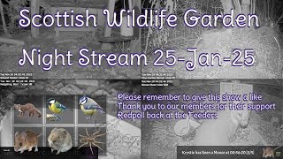 Night Stream January 25th 2025 | Bird Feeders, Wildlife Cameras Scotland UK from SWG