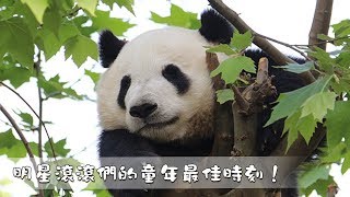 《超萌滾滾秀》第一百期 明星滾滾們的童年最佳時刻！ | iPanda熊貓頻道