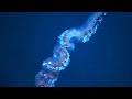 25 Otherworldly Deep Ocean Creatures Found by ROVs in Gulf of Mexico | MEGA Countdown Trippy Music