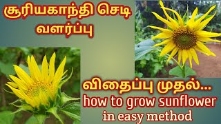 how to grow sunflower in easy method (சூரியகாந்தி செடி வளர்ப்பு )