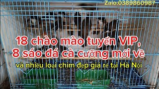 22/11_18 chào mào tuyển,8 chim sáo đá mới về cùng nhiều loại chim cảnh đẹp giá rẻ tại Hà Nội