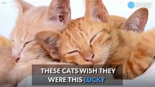 Woman leaves $300k inheritance to beloved cats
