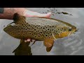 returning another belting yorkshire dales trout...