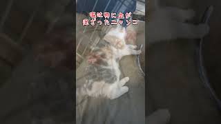 【三毛猫】大変なことになりました。#毎朝ミーコさん #三毛猫部 #cat