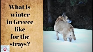 Winter in Greece - what is it like for the strays?