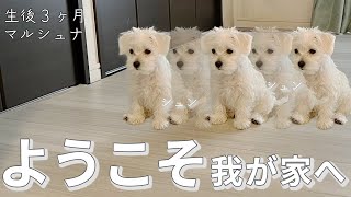 【お迎え】可愛すぎるマルシュナの子犬が家族になったお話