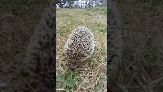 【ハリネズミ】サスケ　走り方がカワイイ　hedgehog