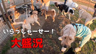 【大盛況】人気者はつれーわ！/ドッグラン【甲斐犬】