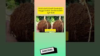 ತೆಂಗಿನ ಮರದ ಮೊಳಕೆ ನೋಡುವುದು ಅದೃಷ್ಟದ ಸಂಕೇತ. ನೋಡಿದ ಕೂಡಲೇ ಲೈಕ್ ಕೊಡಿ