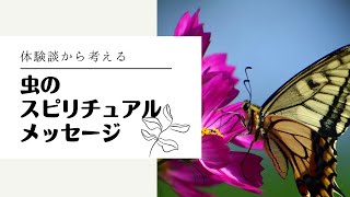 【虫のスピリチュアルメッセージ】体験談で波動の高い虫が分かりました！