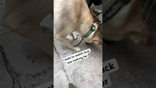 My dog jack on the hunt for something special lost and found #jackthedogking #viral #trending