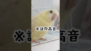 30秒でサザナミインコが宇宙人だと分かる動画 #short