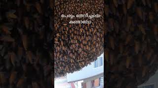 പേരും തേനീച്ചയെ കണ്ടാലോ || nisthul jose || travel adventure ||