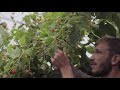 lithuanian champion soft fruit picker training video