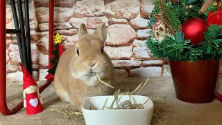 A rabbit wearing a Santa Claus cap | Merry Christmas!