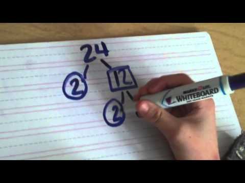 What is the prime factor of 24?