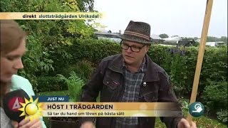 Höst i trädgården - september är bästa planteringsmånaden - Nyhetsmorgon (TV4)