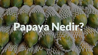 Papaya Nedir?