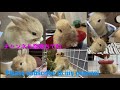 ＃437【3coins 】好奇心旺盛なうさぎ　ティピーテント初体験　1000円でこんなに可愛いなんて！！　～bunnies are get new cute tent ～