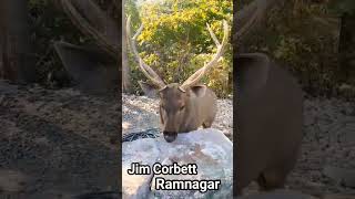 Jib corbett Ramnagar Uttrakhand #wildlife #ytshorts