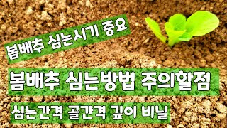 봄배추 심는방법 주의할점 골간격 심는깊이 간격 [배추재배방법]