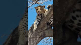 Maasai Mara Sightings Today 25/08/21 (Lions, Leopard, Cheetah, etc) | Zebra Plains | #Wildlife