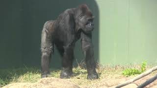 シャバーニ家族 1147  Shabani family gorilla