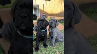 Cane Corso Puppies