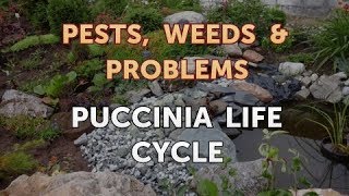 Puccinia Life Cycle