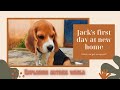 Jack's first day at new home | Jack the Beagle | Cute beagle puppy dog